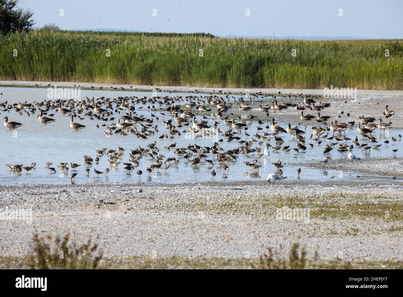 ruff (Philomachus pugnax), flock foraging in the shallow water of a small salt water lake, Austria, Burgenland, Neusiedler See National Park Stock Photo