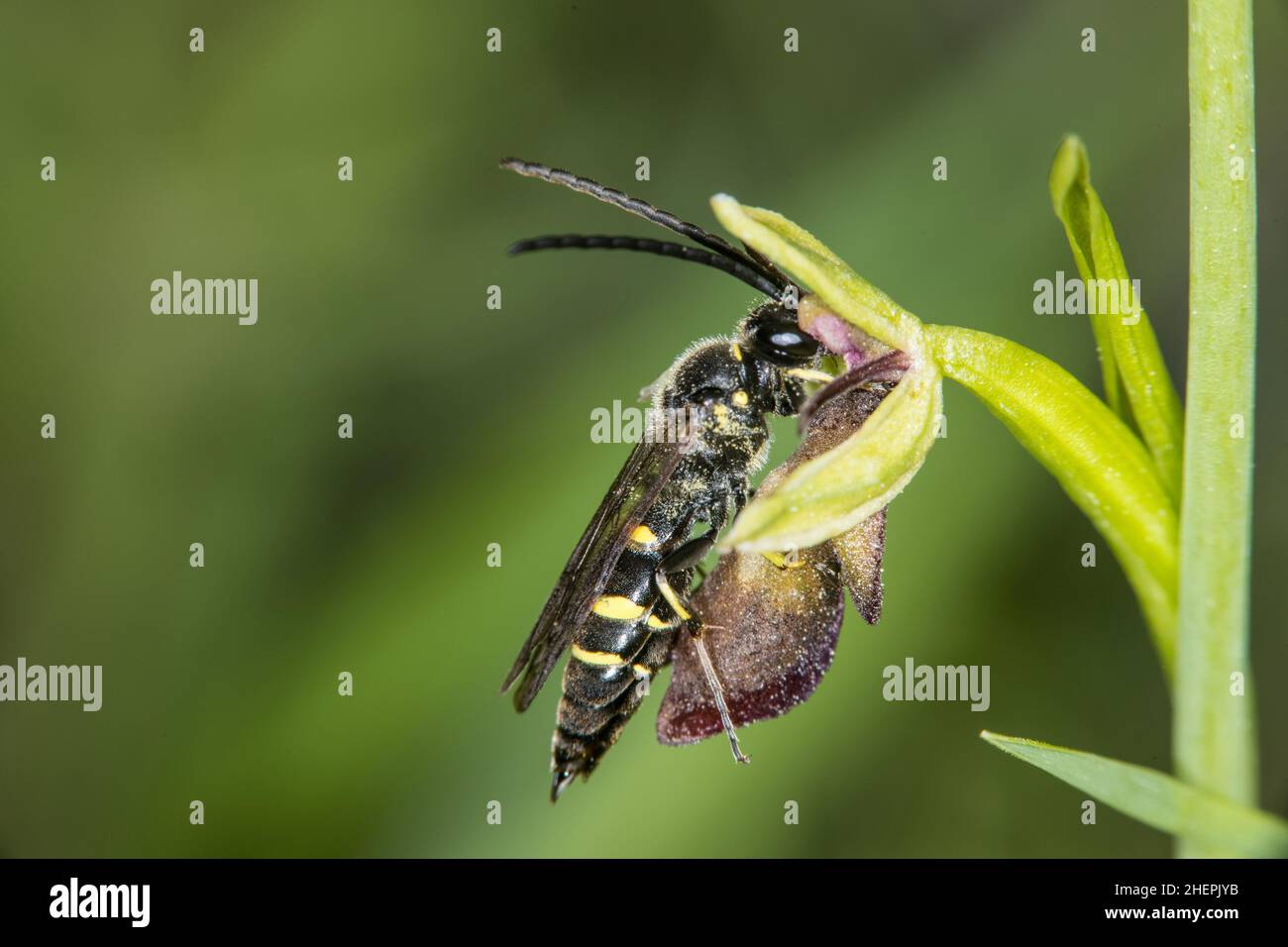 solitary wasp (Argogorytes mystaceus), on an Ophrys flower, Germany Stock Photo