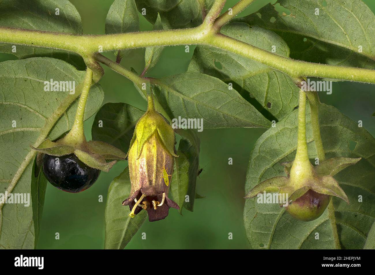 deadly nightshade (Atropa bella-donna, Atropa belladonna), with blossom and fruits, Germany, Bavaria Stock Photo