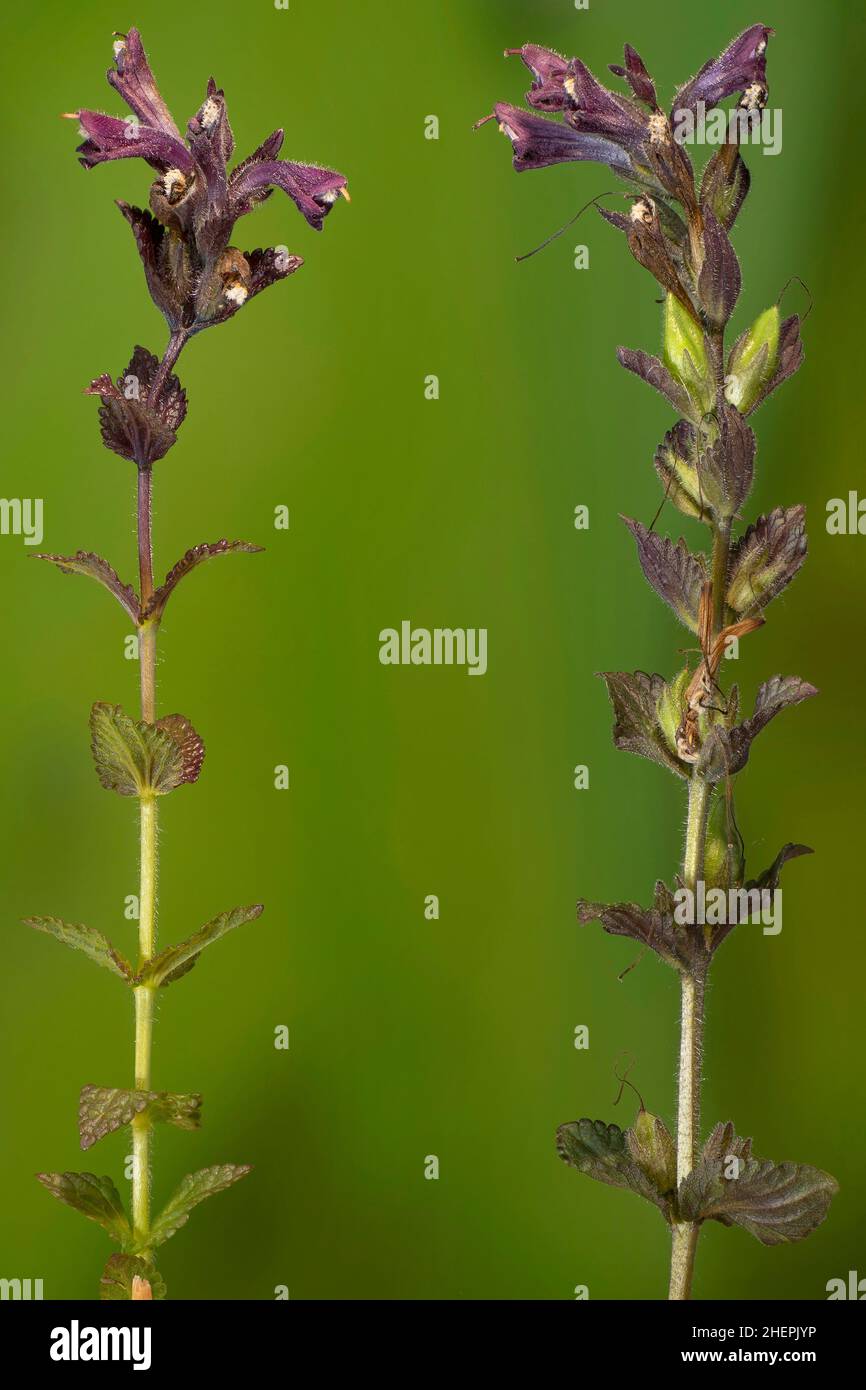 Alpine bartsia, Velvetbells (Bartsia alpina), Two inflorescences, Austria, Tyrol Stock Photo