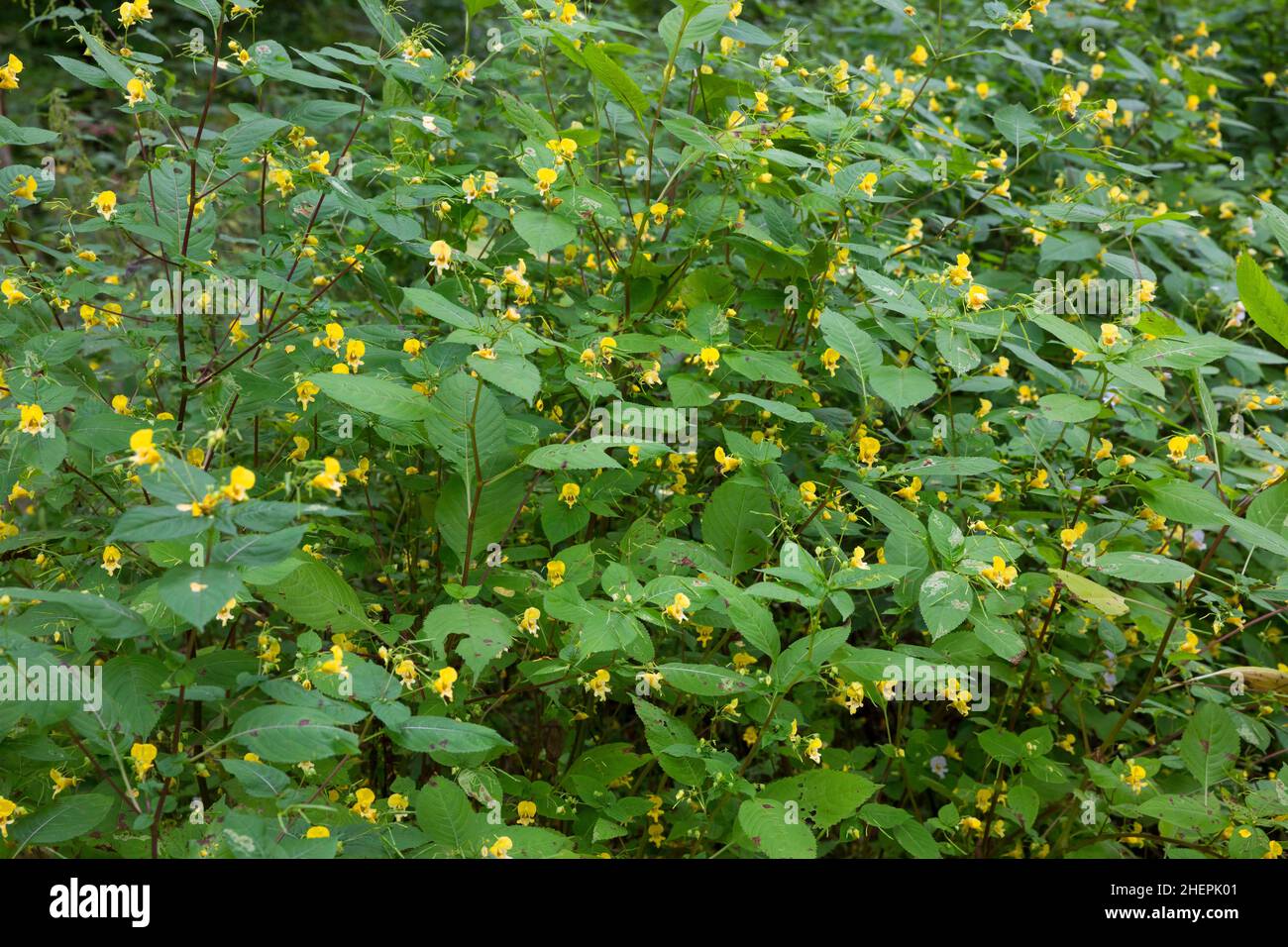 western touch-me-not (Impatiens noli-tangere), blooming, Germany Stock Photo