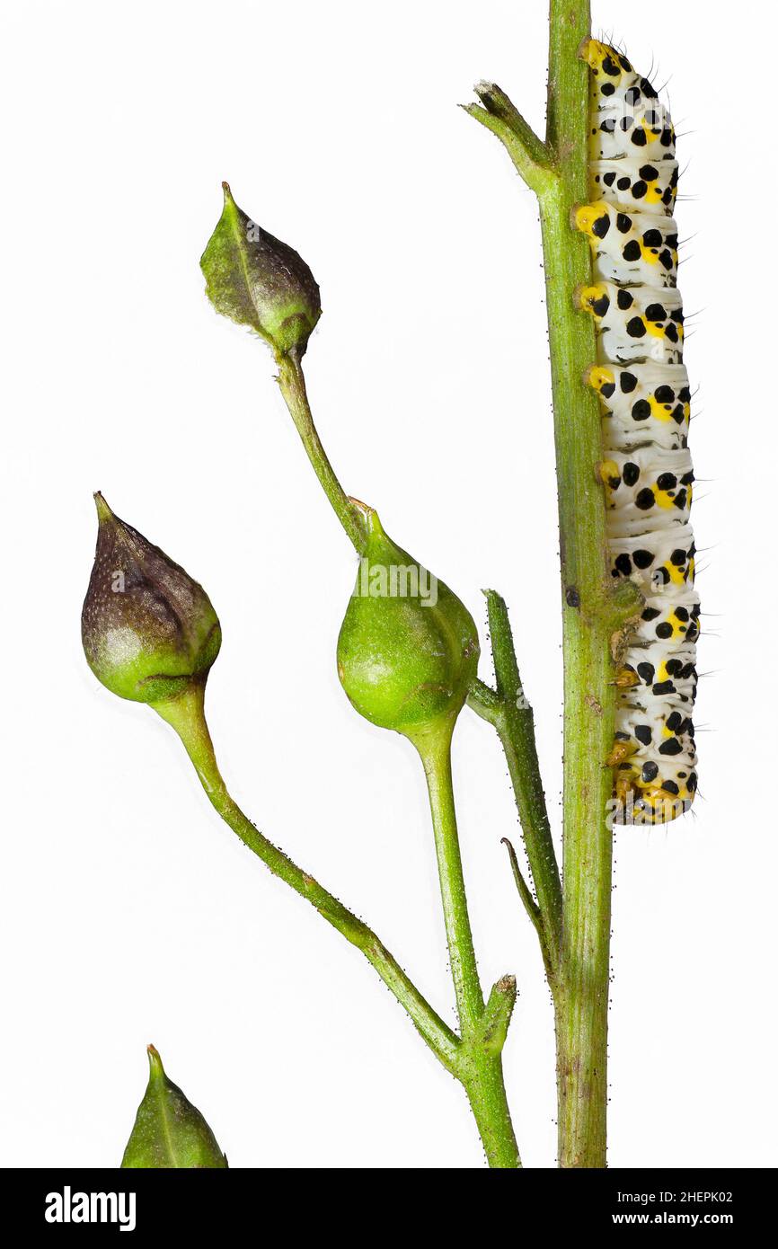 water betony (Shargacucullia scrophulariae, Cucullia scrophulariae), Caterpillar on Scrophularia, Germany, Bavaria Stock Photo