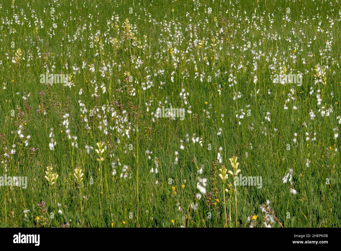 Moor-king, Moorking, Moor-king Lousewort, King Charles sceptre (Pedicularis sceptrum-carolinum), Meadow with cotton grass and Moor-king, Germany, Stock Photo