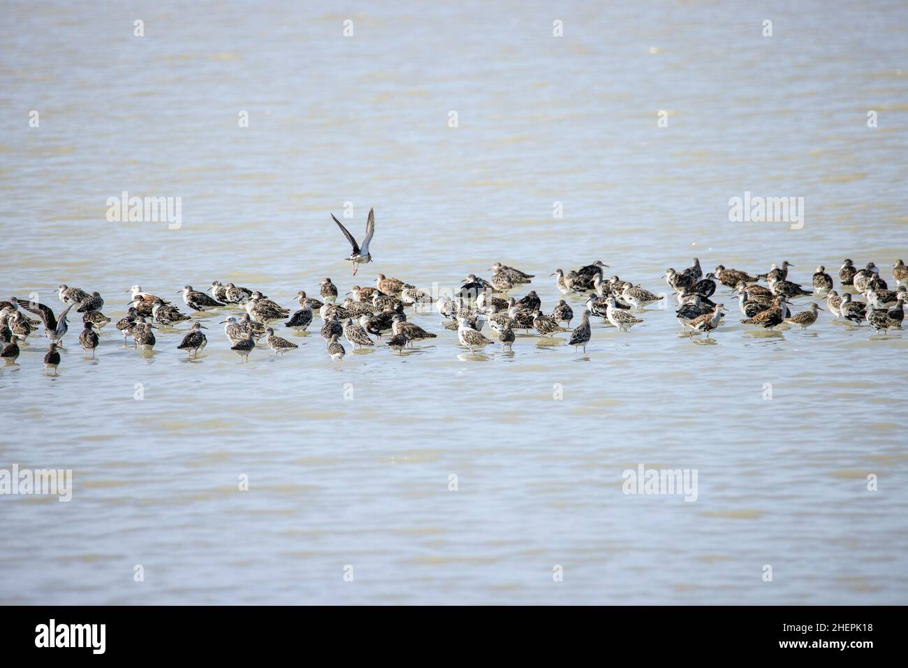 ruff (Philomachus pugnax), flock resting in the shallow water of a small salt water lake, Austria, Burgenland, Neusiedler See National Park Stock Photo