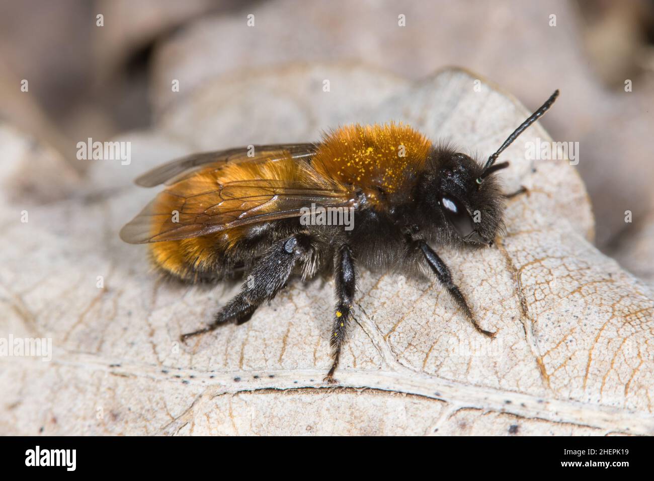 Tawny burrowing bee, Tawny mining bee, Tawny mining-bee (Andrena fulva, Andrena armata), Female on a withered leaf, Germany Stock Photo