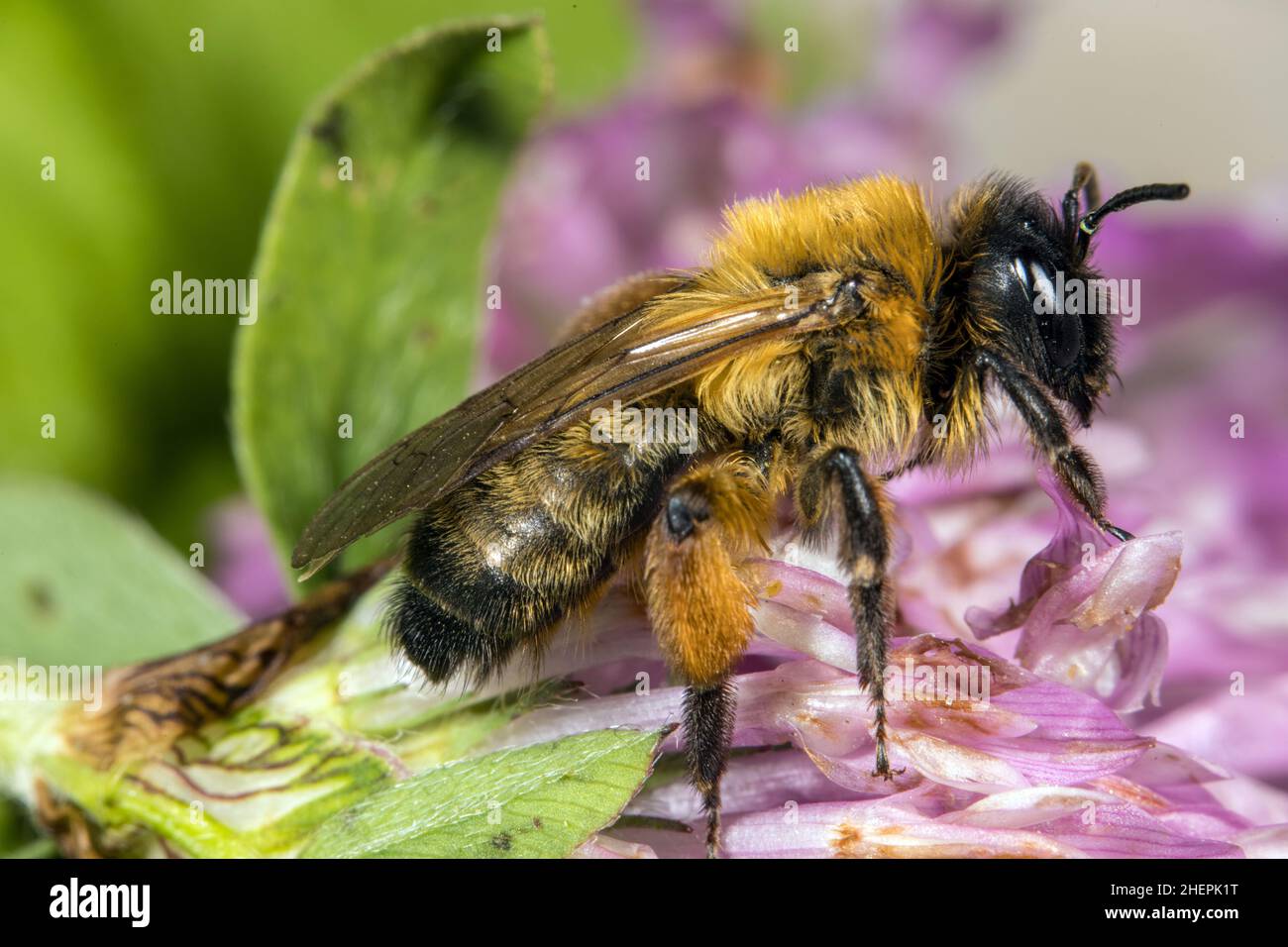 Buffish mining-bee (Andrena nigroaenea), female sitting at a clover flower, Germany Stock Photo