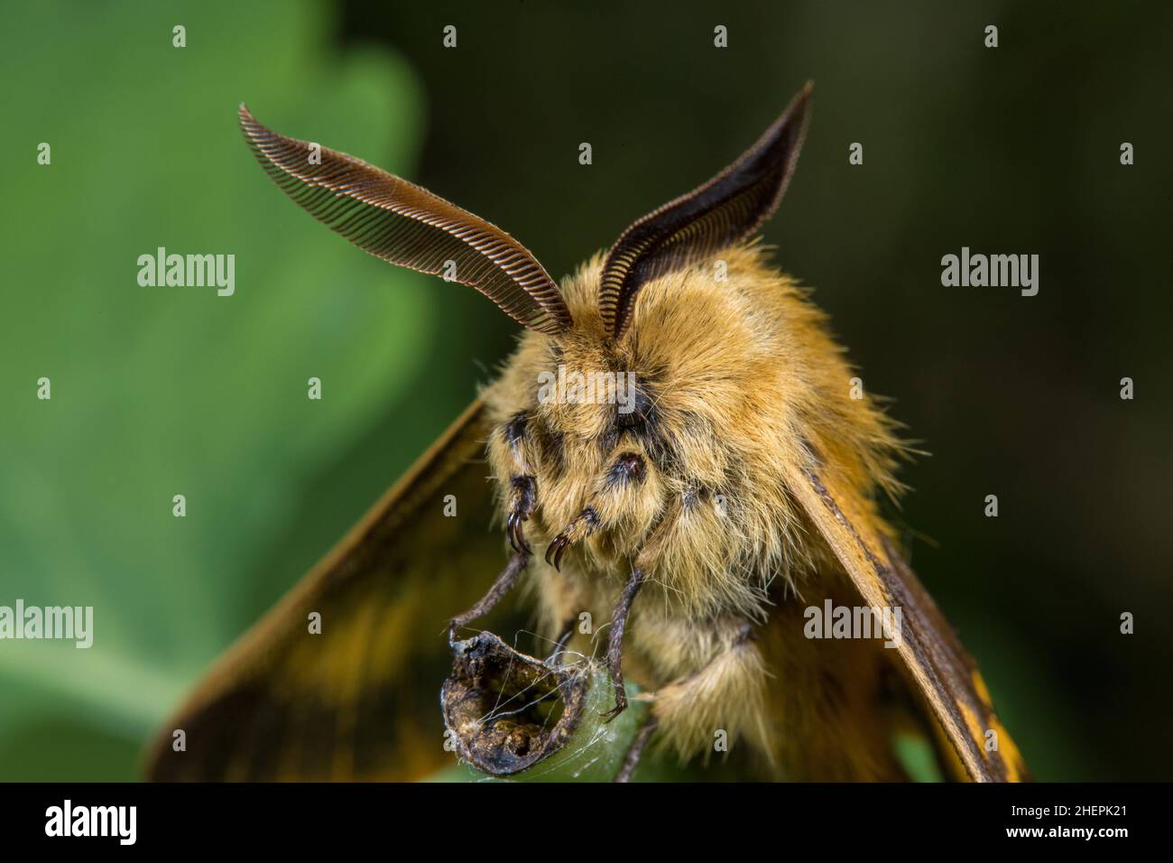 Brahmin moth (Lemonia dumi), male sitting at a stem, portrait, Germany Stock Photo