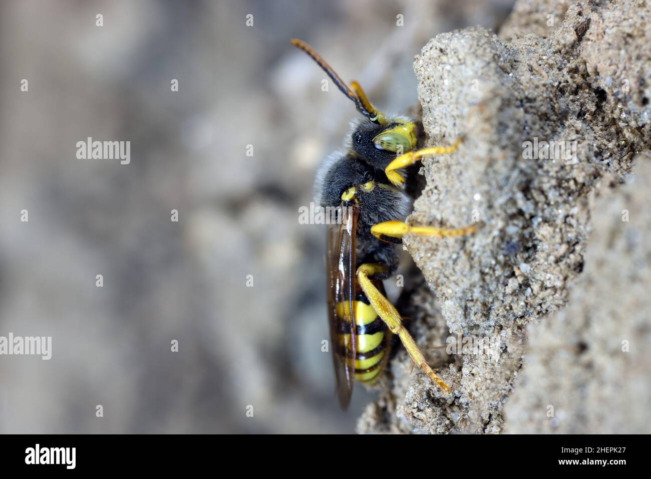 Lathbury's Nomad Bee (Nomada lathburiana), male, Germany Stock Photo