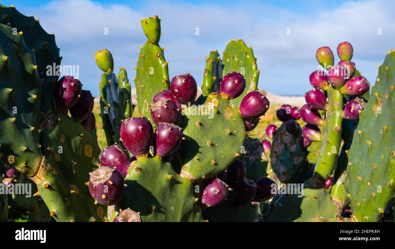 prickly pear plant with unripe purple fruits Stock Photo Alamy
