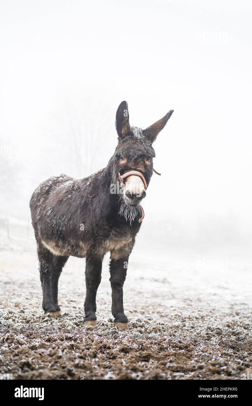 Front close up of a donkey isolated outdoors in the snow, UK winter