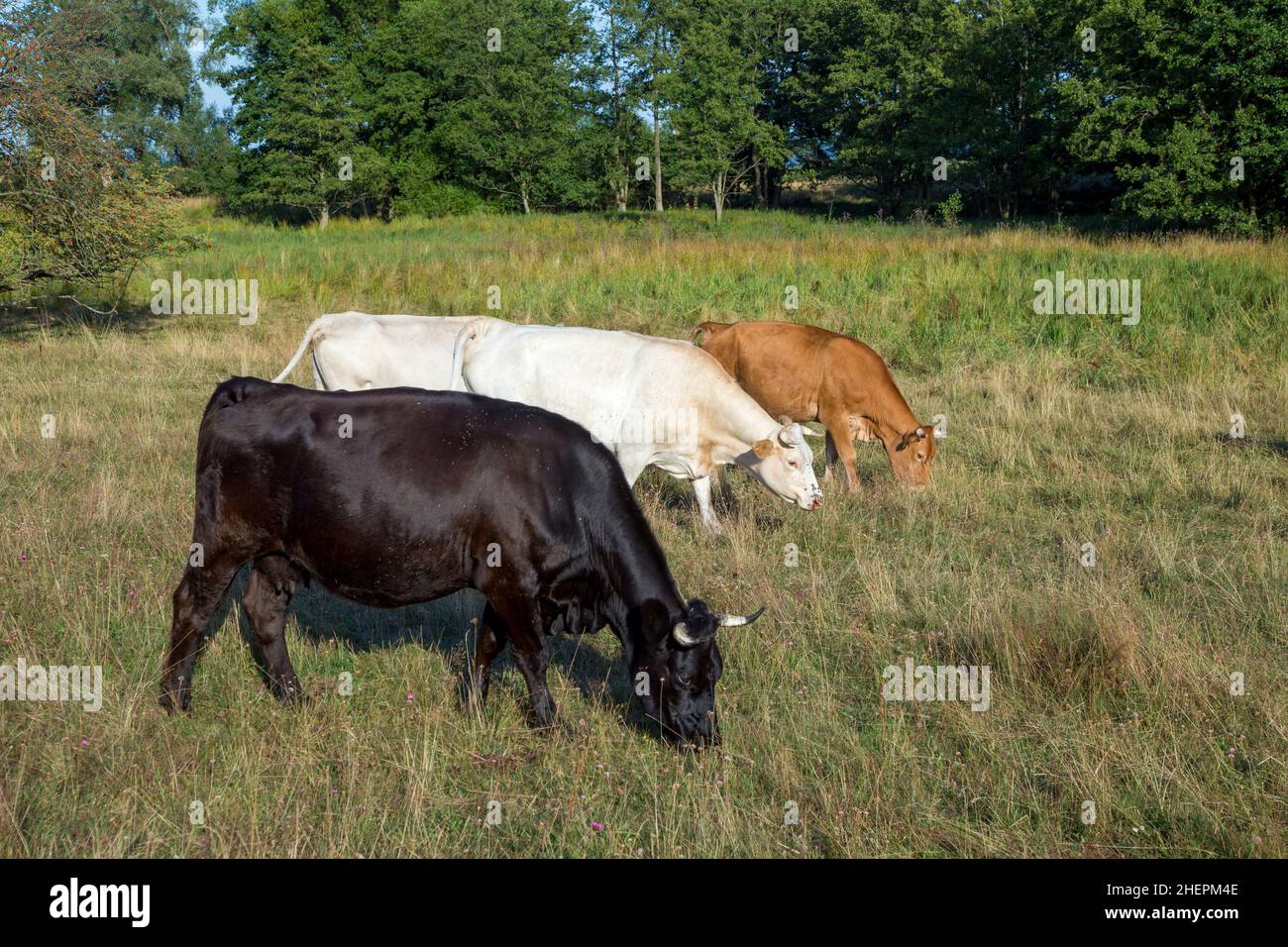 Brown holstein cow grazing hi-res stock photography and images - Alamy