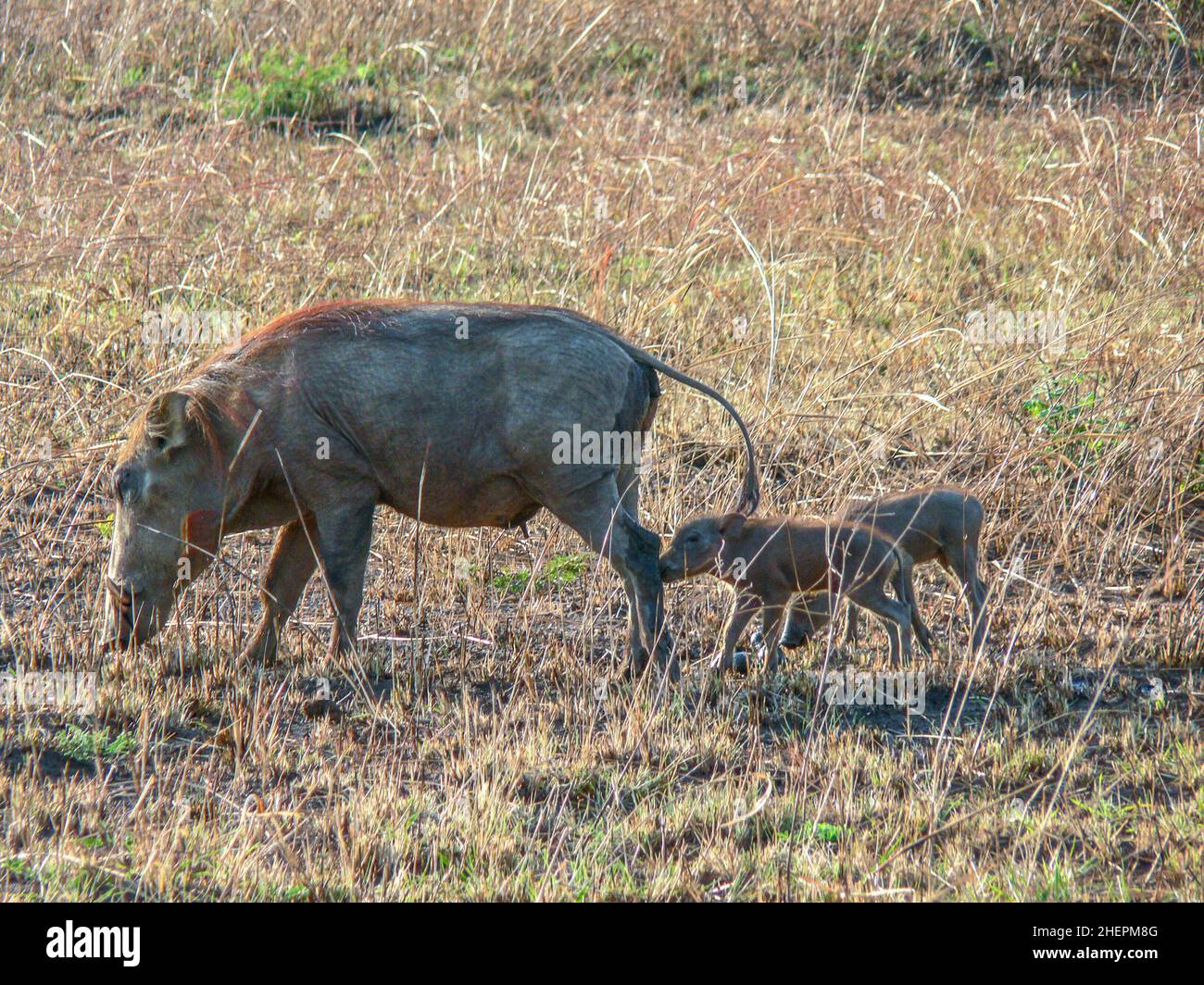 african wild bore with family strolls along the savannah Stock Photo ...