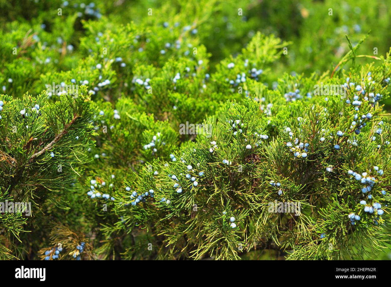 Close up on green juniper with juniper berry. Juniperus excelsa or Greek Juniper. Blue berries are used as spices and in medicine. Stock Photo