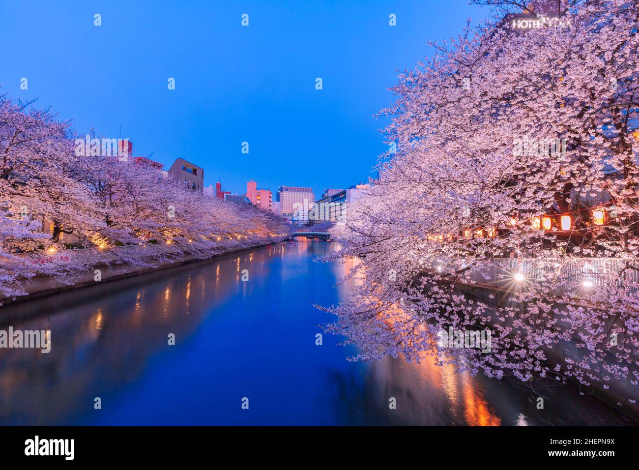 Cherry Blossom Trees Lined With Lights Along River Fukagawa Stock Photo