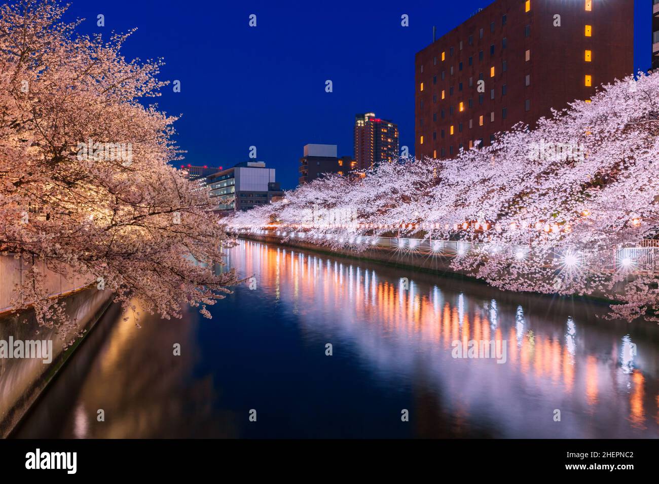 Cherry Blossom Trees Lined With Lights Along River Fukagawa Stock Photo