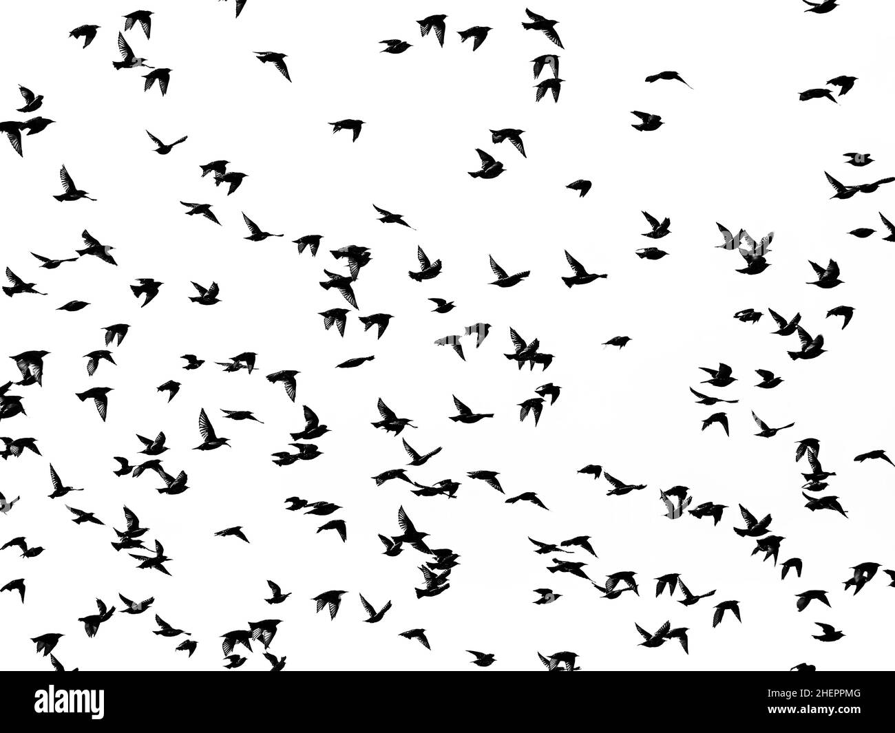 Abstract photograph of silhouettes of a flock of starlings, Sturnus vulgaris Stock Photo