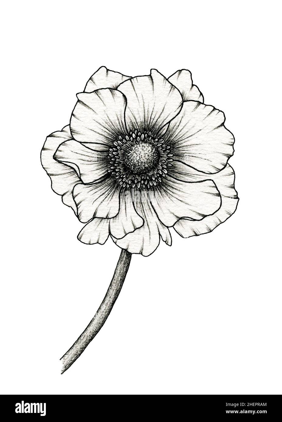 Monochrome anemone flower drawing isolated on white, floral ink line ...
