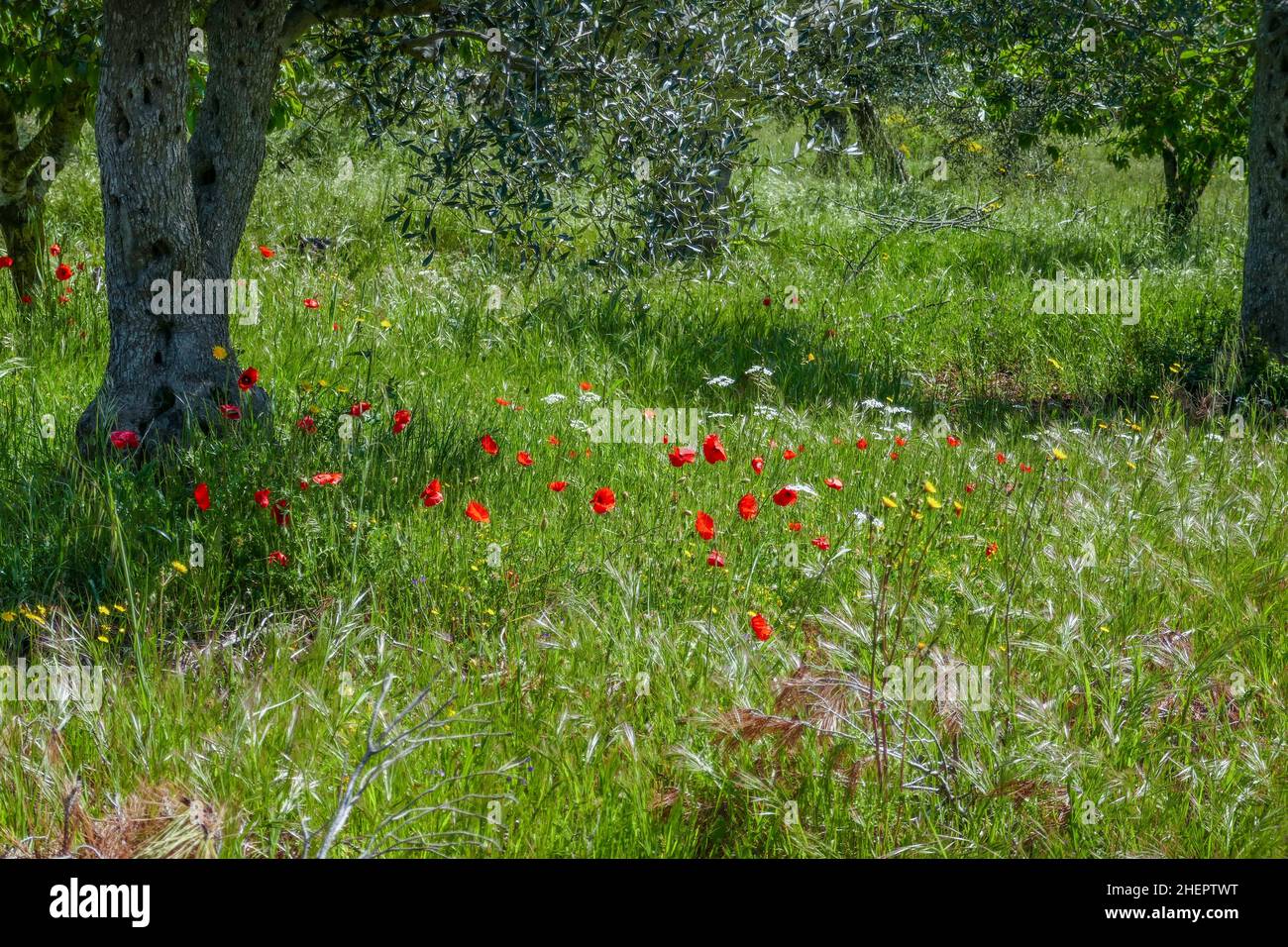 Beautiful poppy growing in hi-res stock photography and images - Alamy