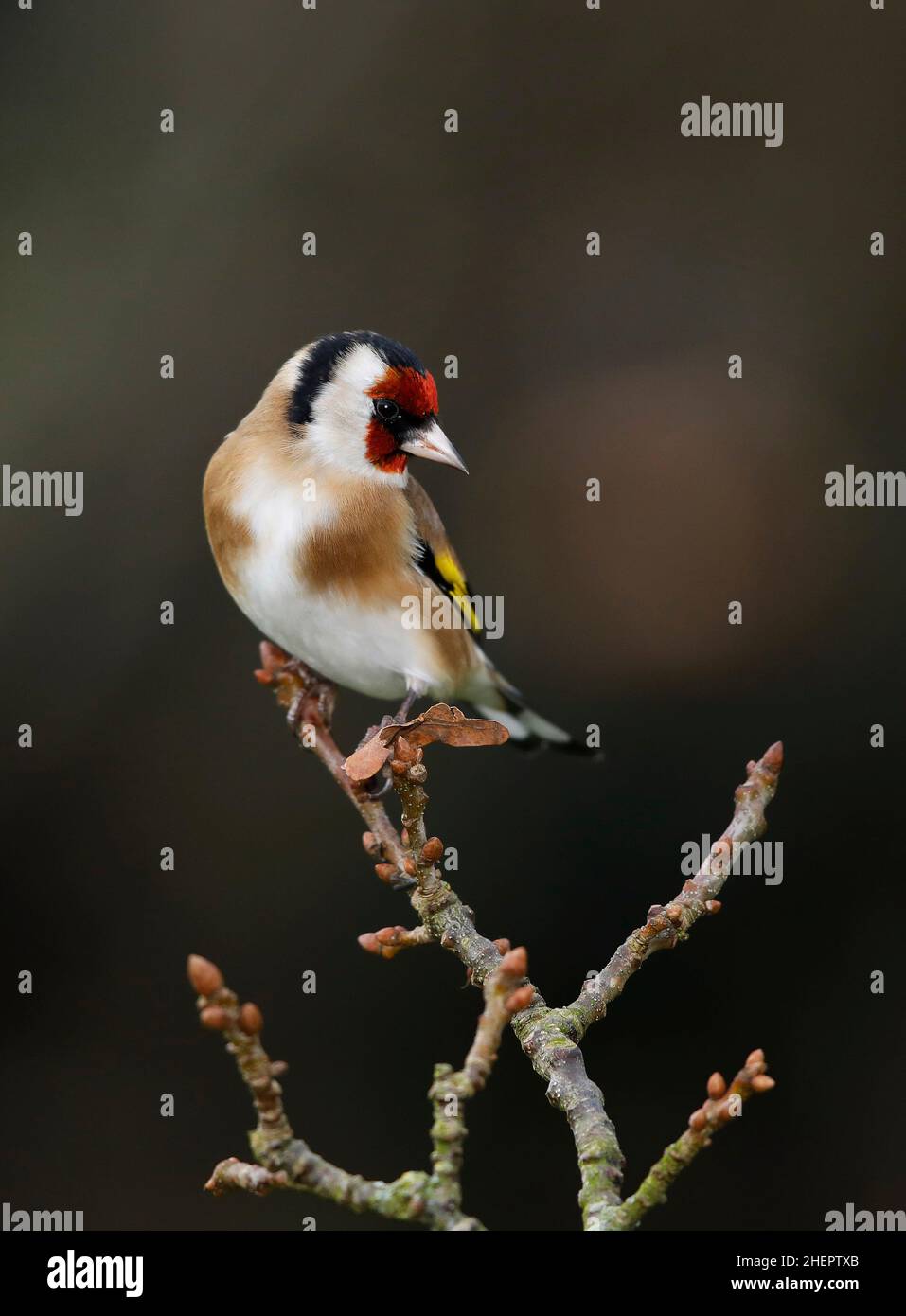 European Goldfinch, Carduelis Carduelis, in winter. Mid Wales U.K. Stock Photo