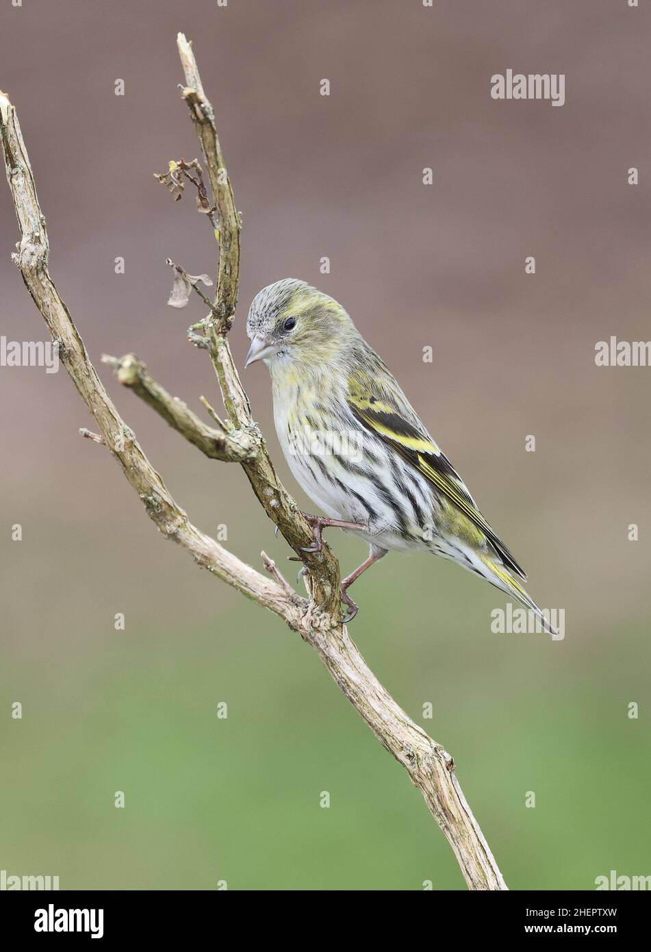 European Siskin in winter. Mid Wales UK Stock Photo