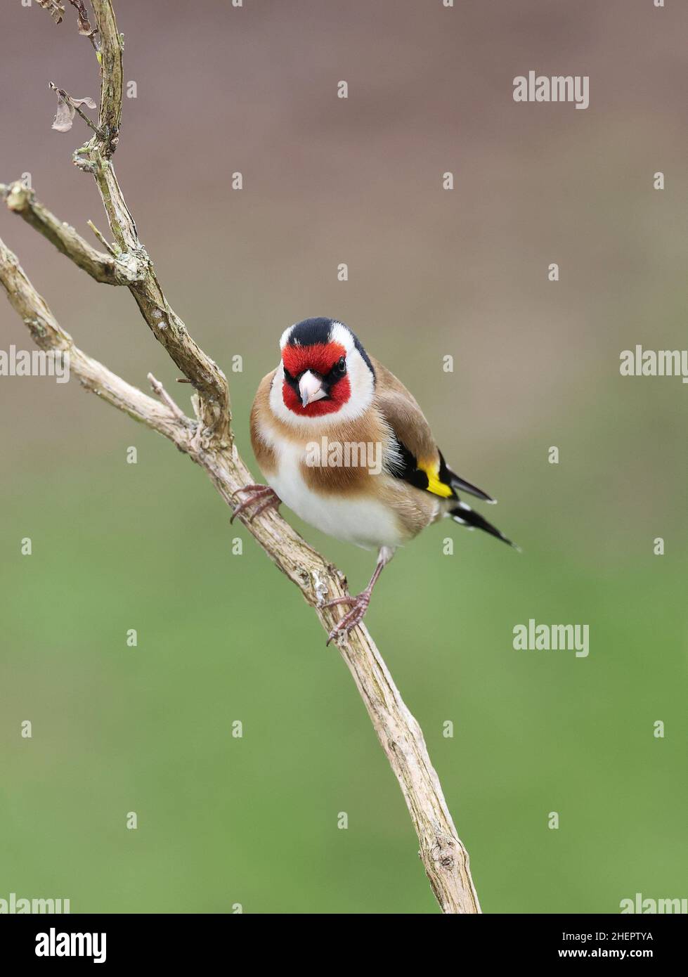 European Goldfinch, Carduelis Carduelis, in winter. Mid Wales U.K. Stock Photo