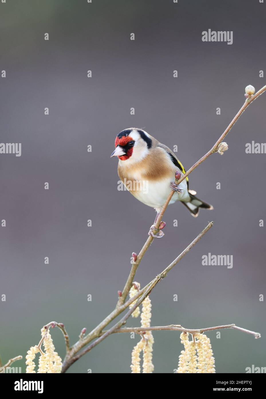 European Goldfinch, Carduelis Carduelis, in winter. Mid Wales U.K. Stock Photo