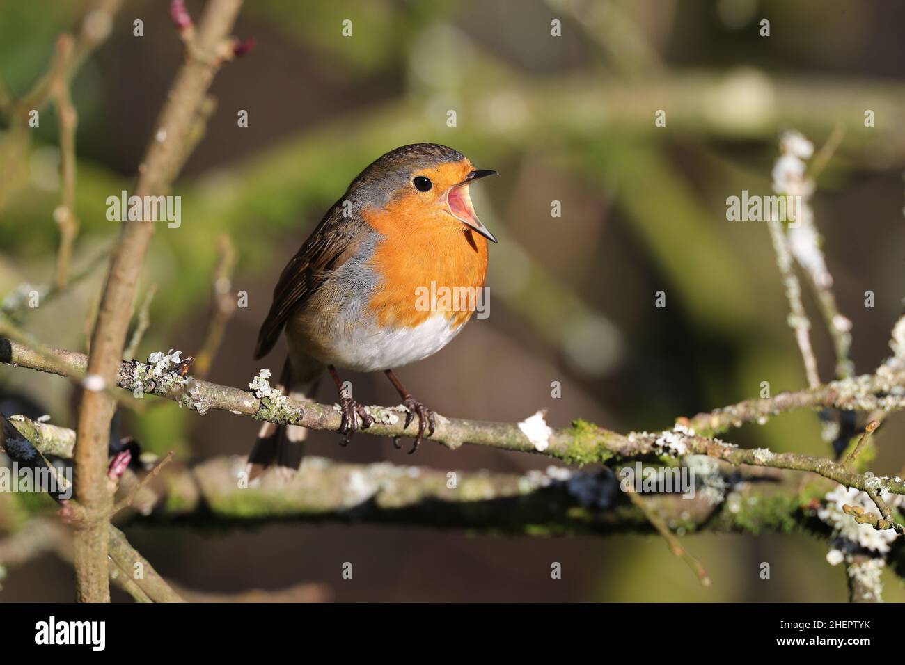 European Robin singing in winter. Mid Wales UK Stock Photo