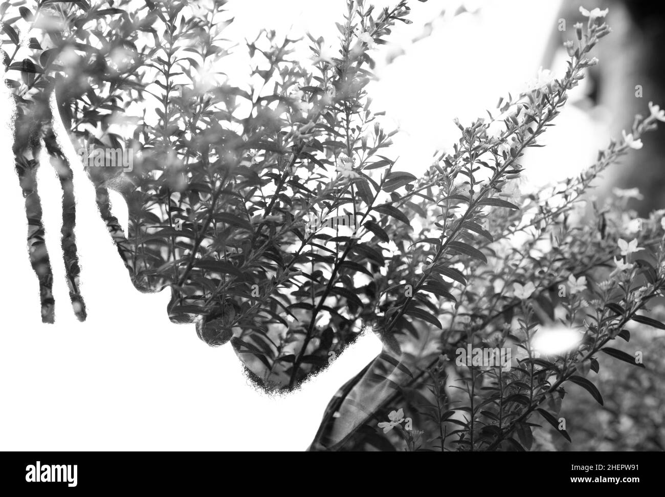 A double exposure portrait of a young man combined with foliage Stock ...