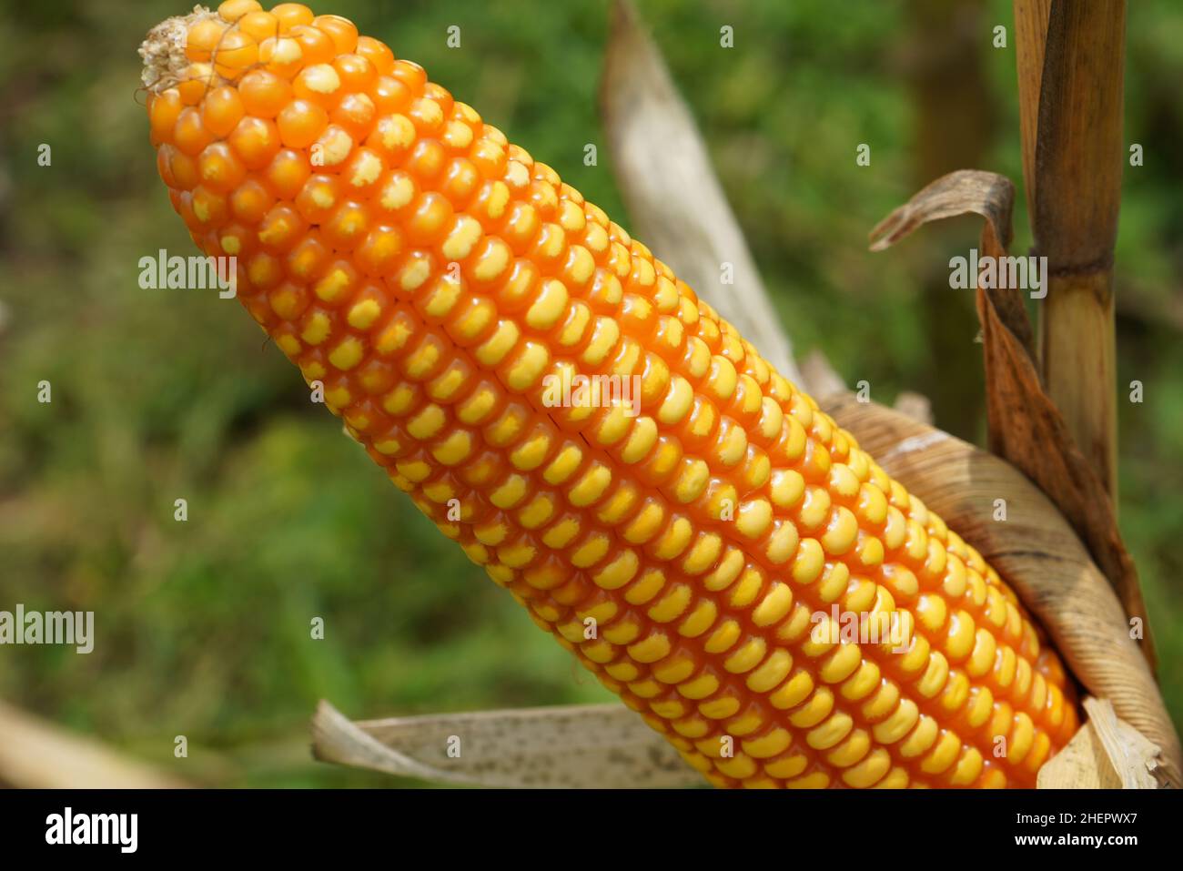 Corn is a tall annual cereal grass (Zea mays) that is widely grown for ...