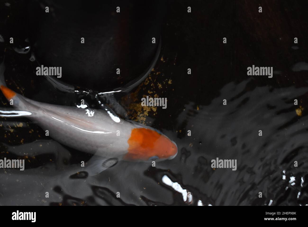 A koi fish swim in a pond Stock Photo Alamy