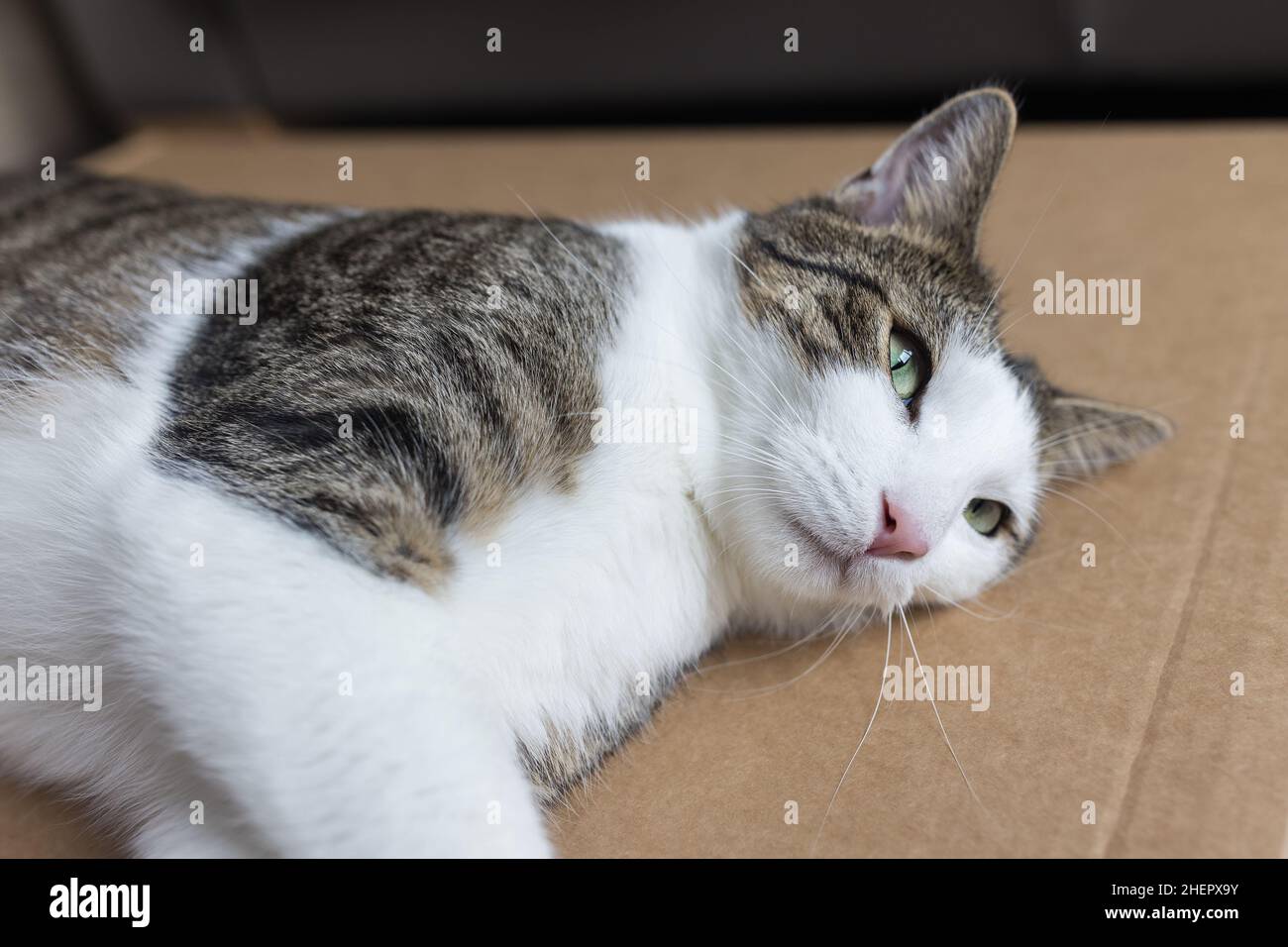 Domestic bicolor tabby and white cat lying down and sleeping on