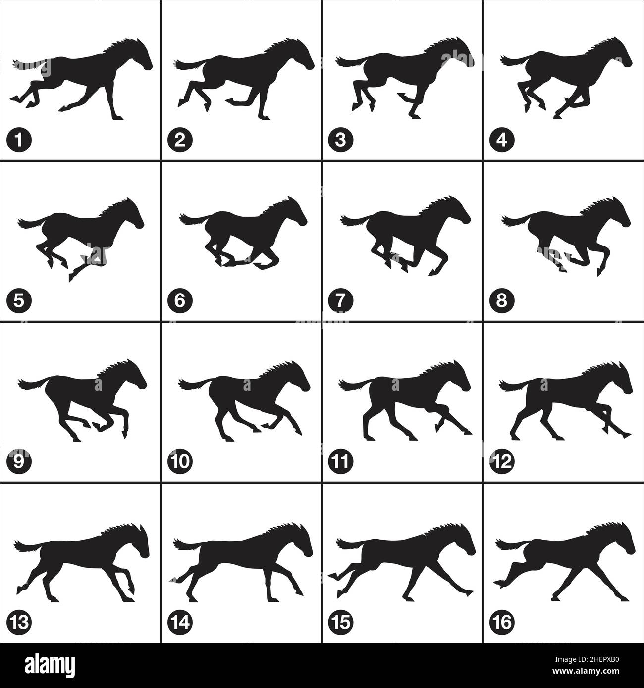 horse gallop silhouette sequence 16 frames vector isolated on white  background Stock Vector Image & Art - Alamy