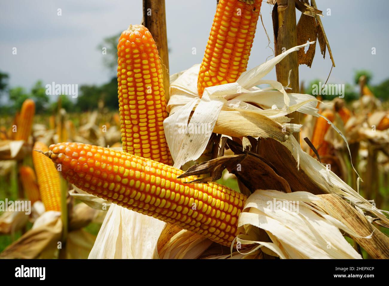 Corn is a tall annual cereal grass (Zea mays) that is widely grown for