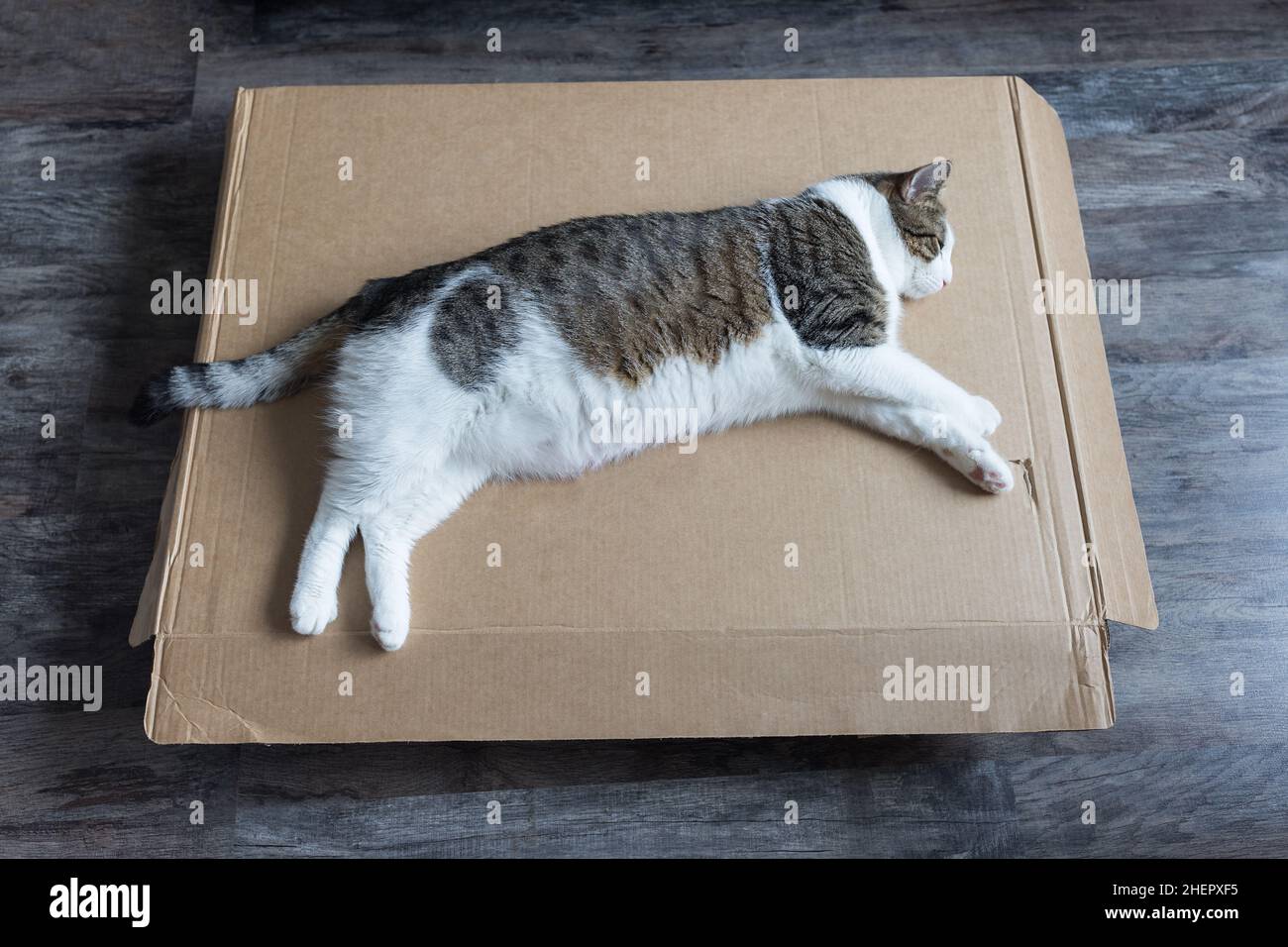 Domestic bicolor tabby and white cat lying down and sleeping on
