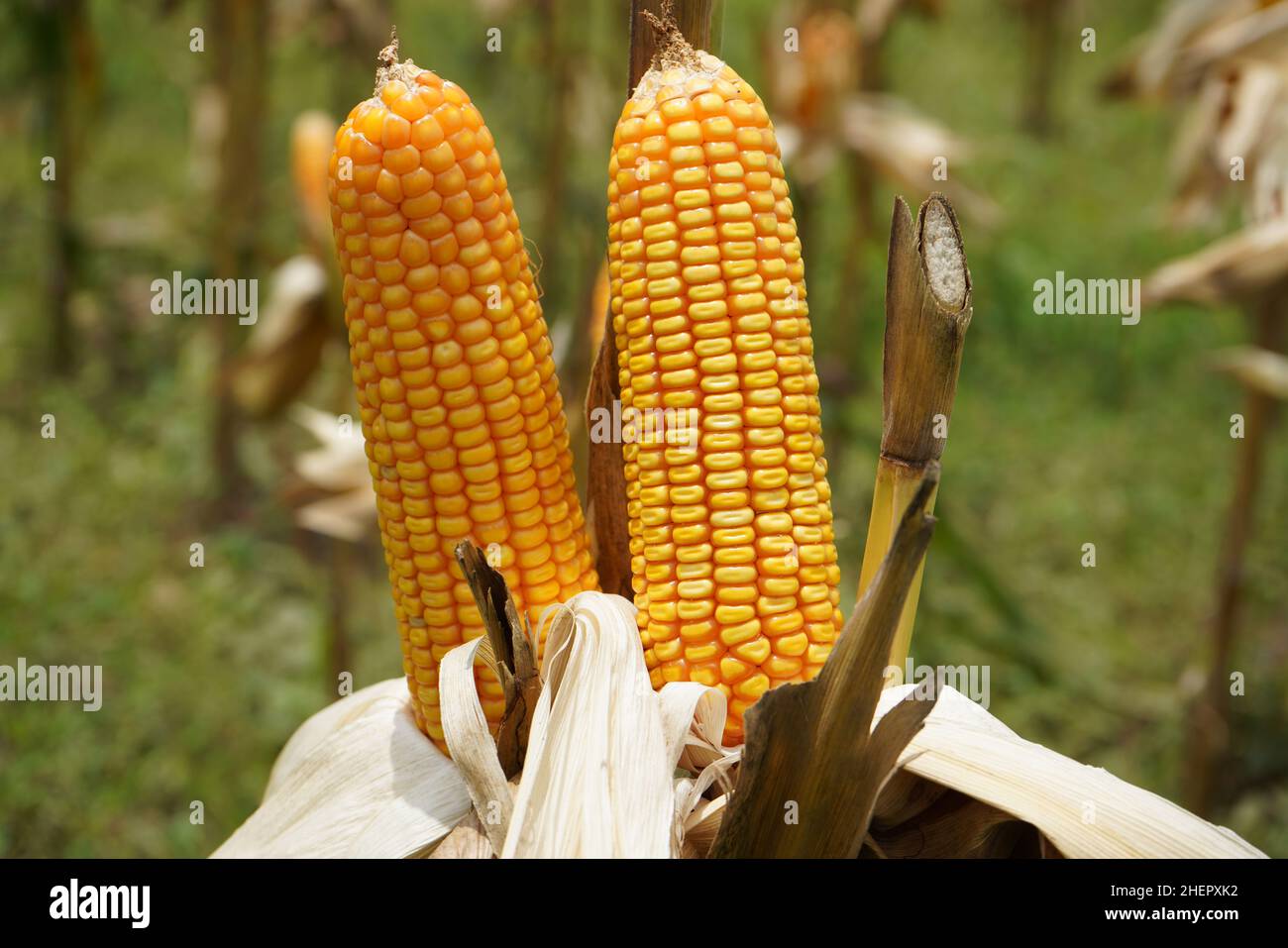 Corn is a tall annual cereal grass (Zea mays) that is widely grown for ...