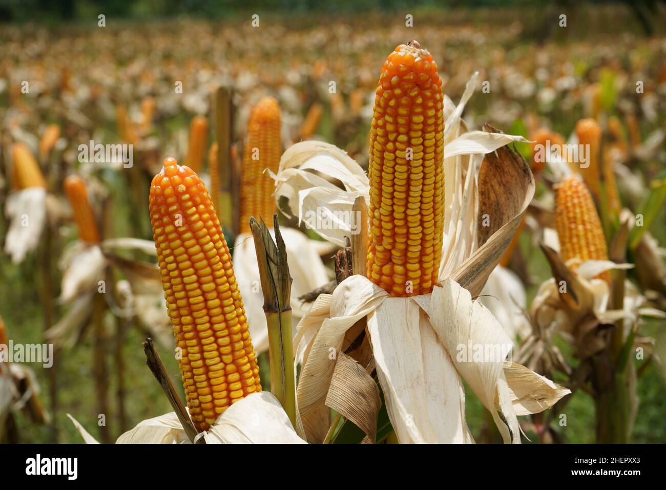 Corn is a tall annual cereal grass (Zea mays) that is widely grown for ...