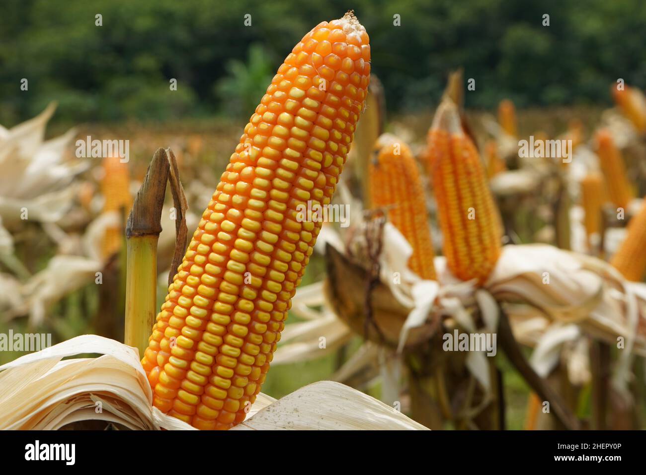 Corn is a tall annual cereal grass (Zea mays) that is widely grown for ...