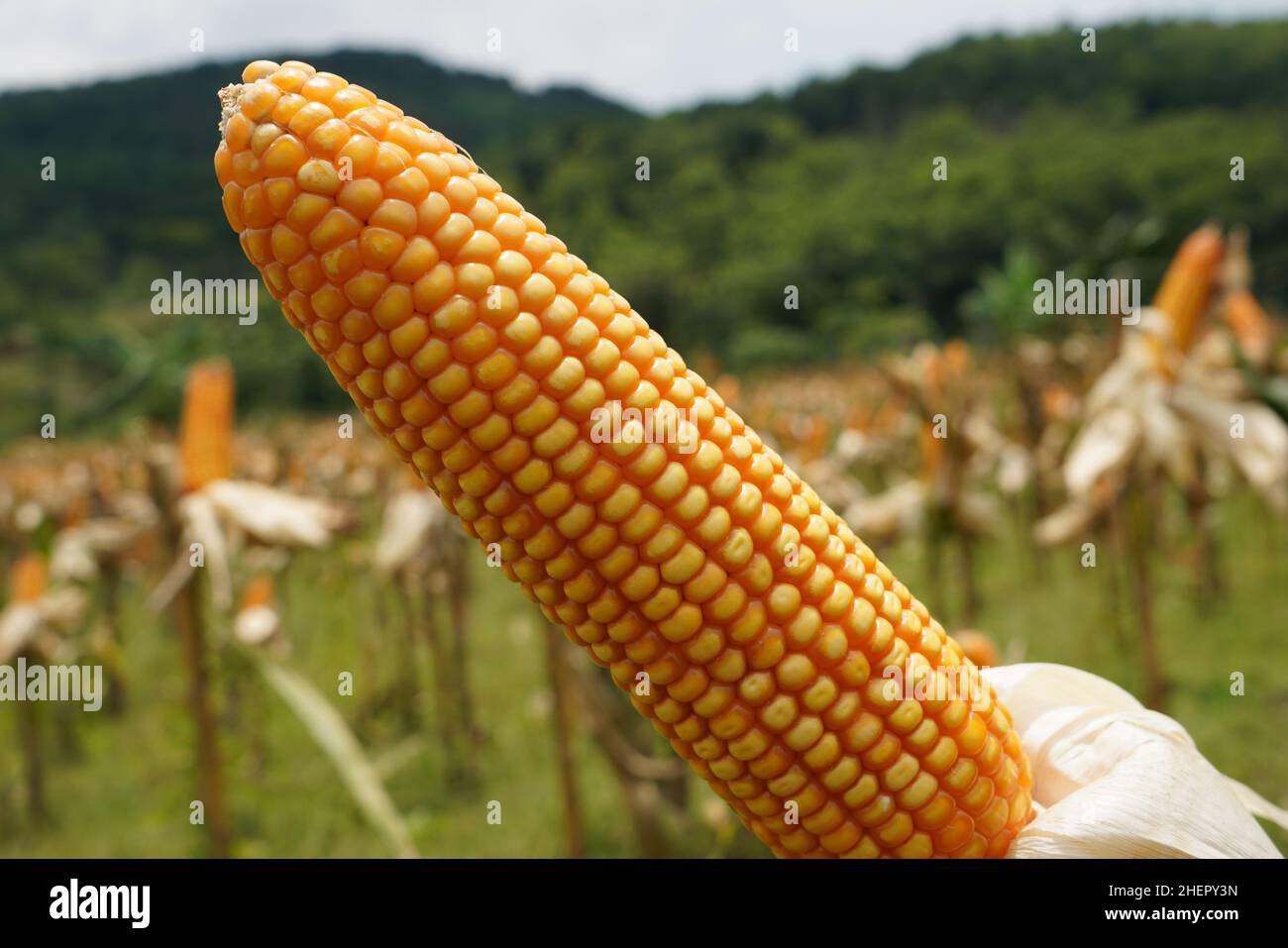 Corn is a tall annual cereal grass (Zea mays) that is widely grown for ...