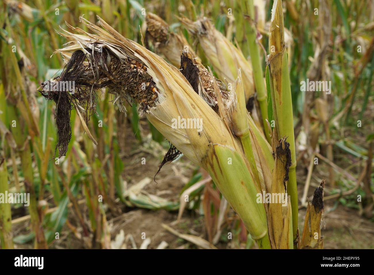 Moldy corn. View of corn with Ear Rot, damage commonly caused by insect