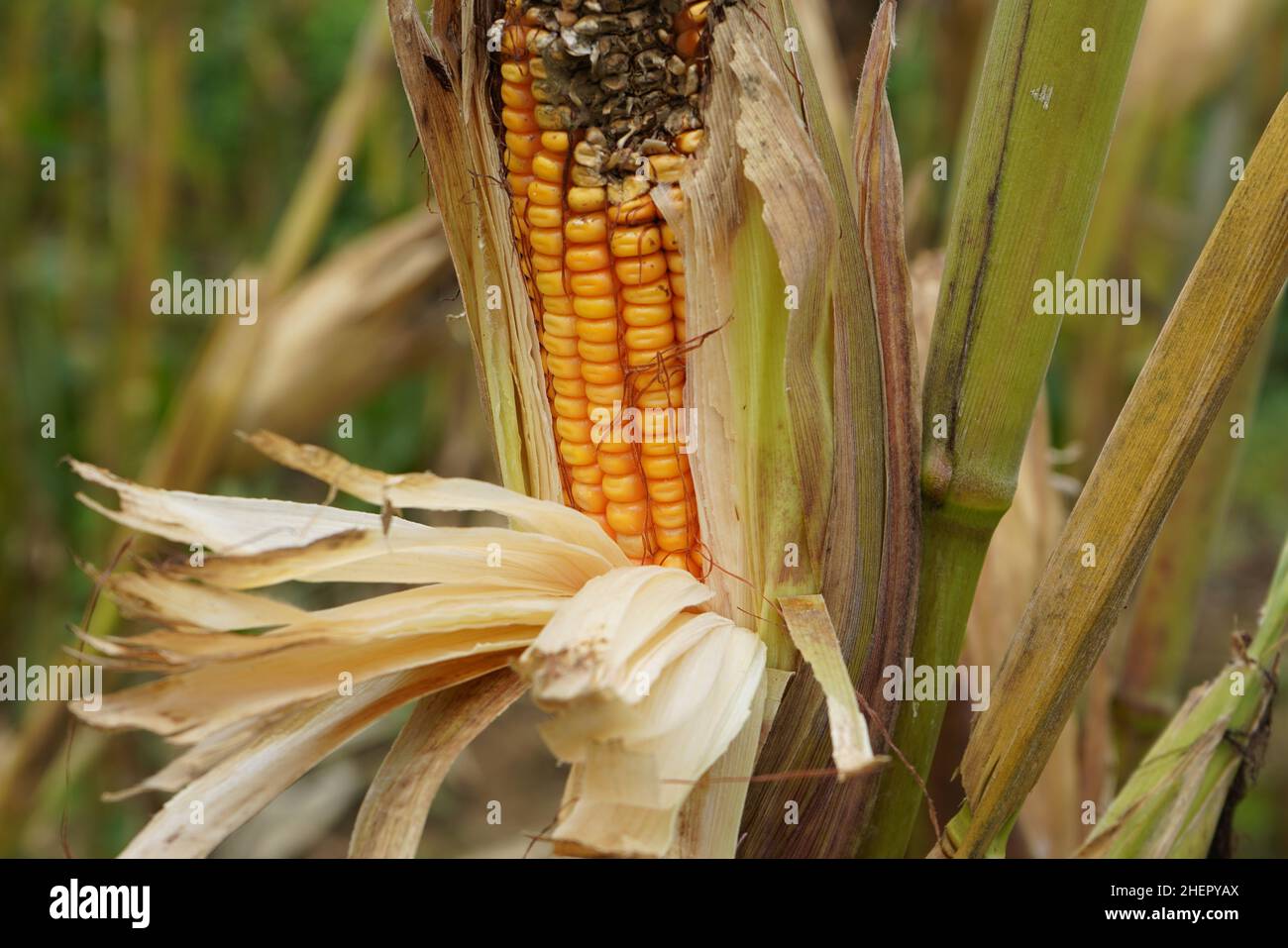 Corn ear rot hires stock photography and images Alamy