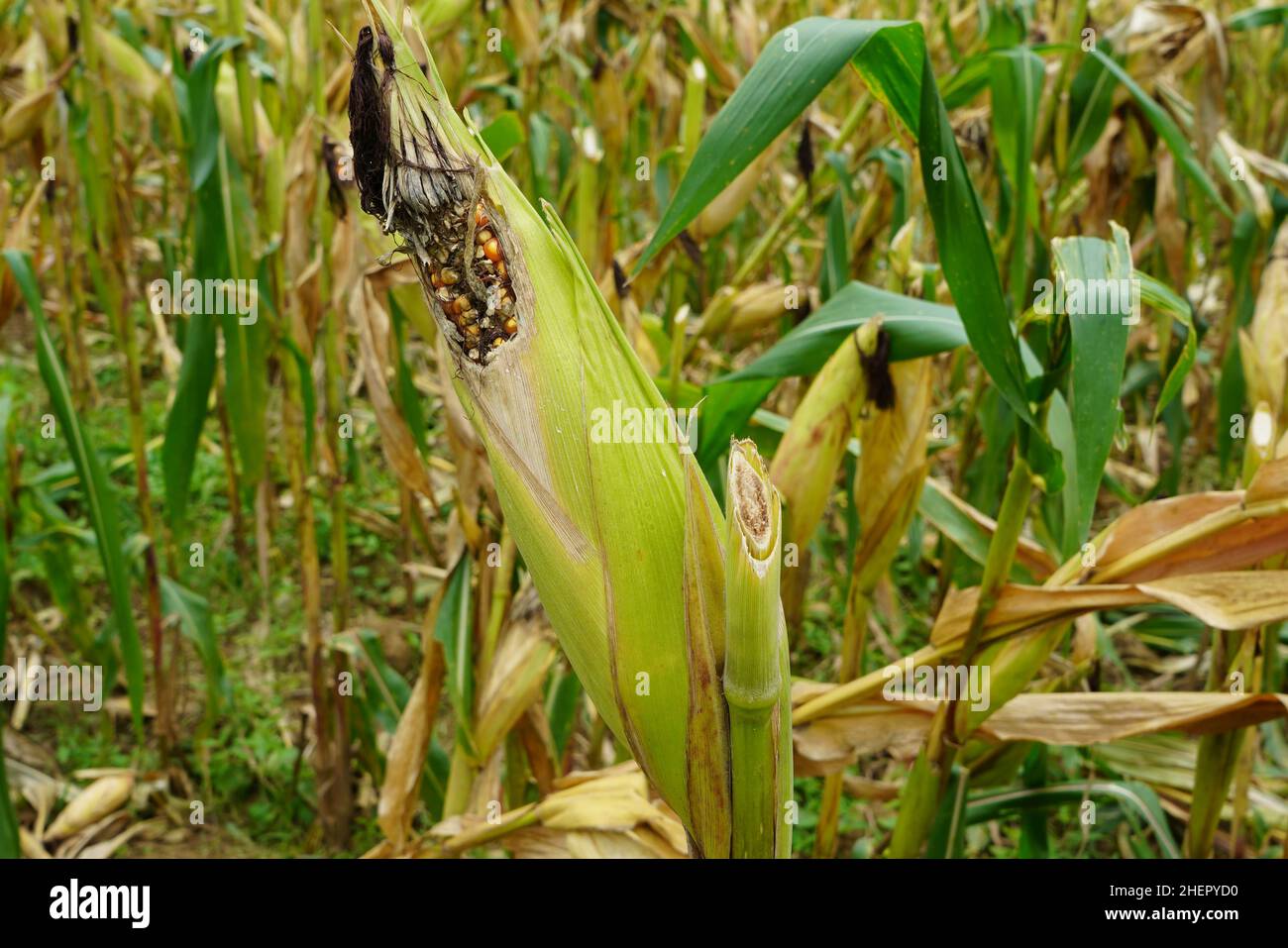 Moldy corn. View of corn with Ear Rot, damage commonly caused by insect