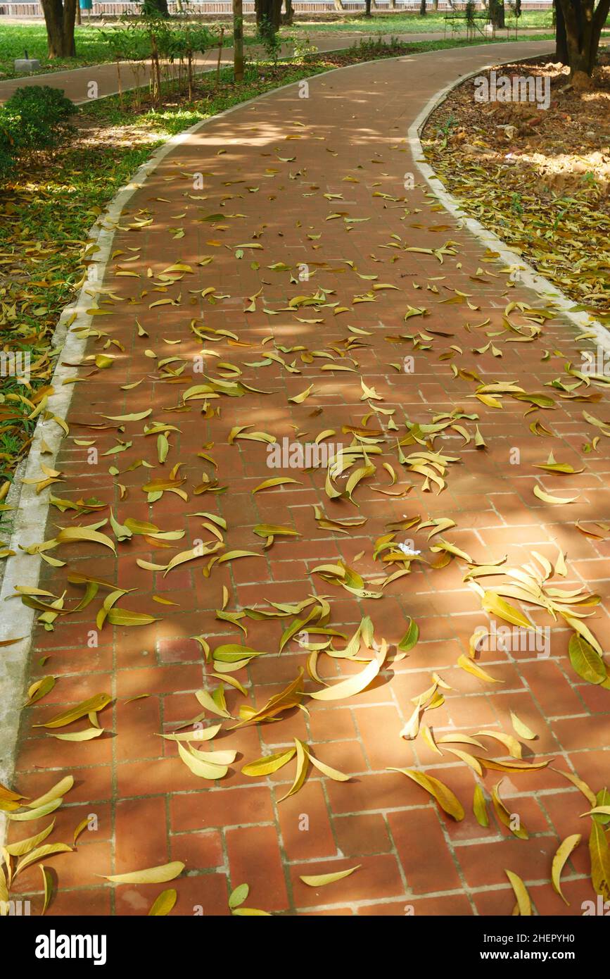 fallen dry leaves on ground close up  Stock Photo