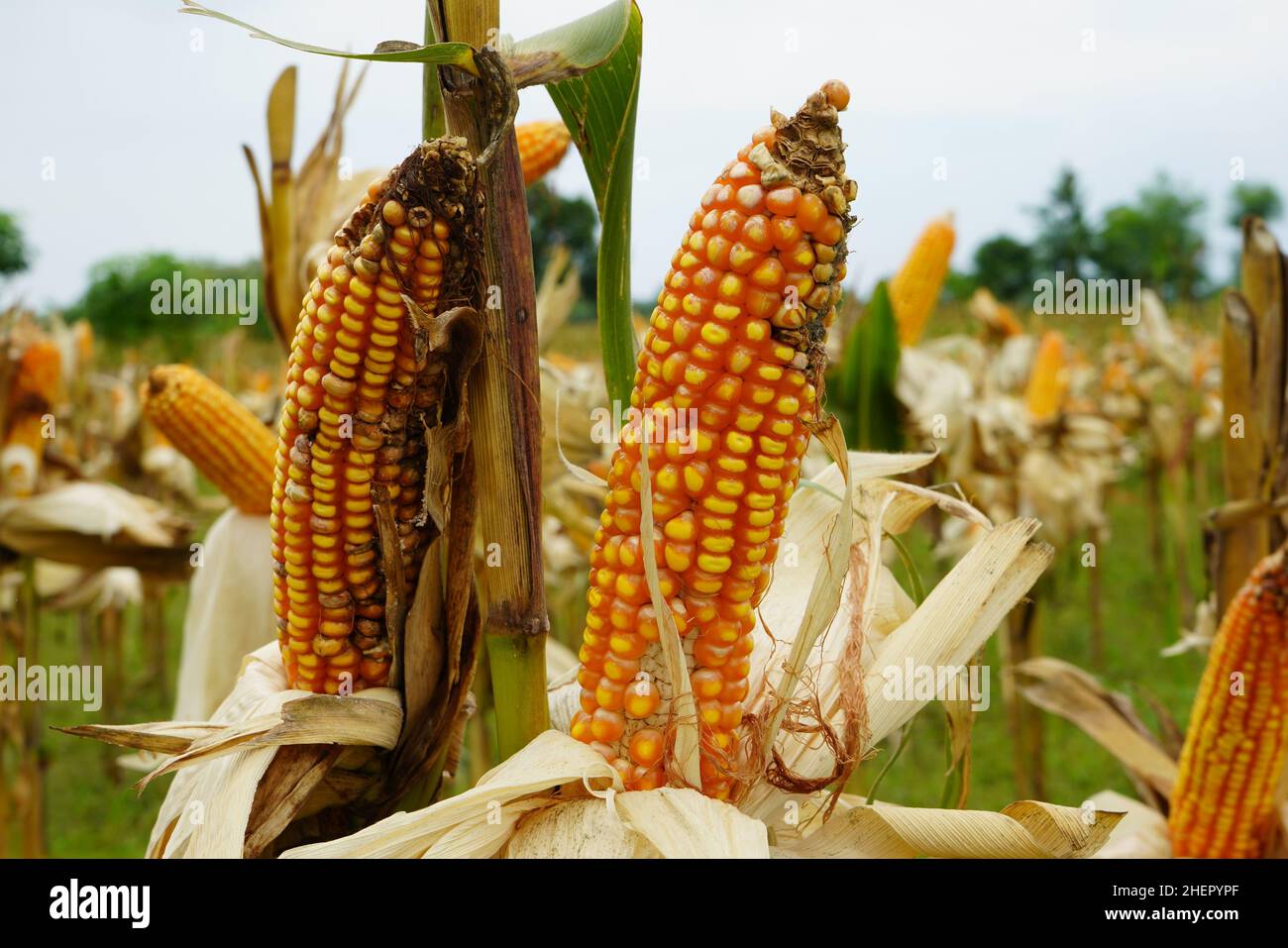 Moldy corn. View of corn with Ear Rot, damage commonly caused by insect