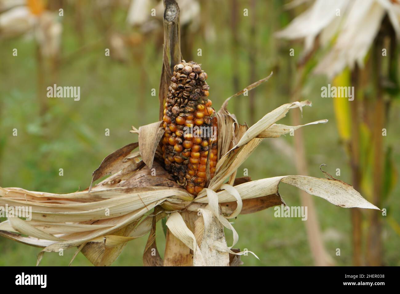 Moldy corn. View of corn with Ear Rot, damage commonly caused by insect