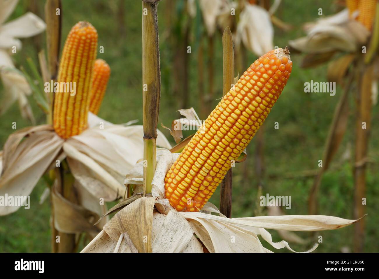 Corn is a tall annual cereal grass (Zea mays) that is widely grown for ...