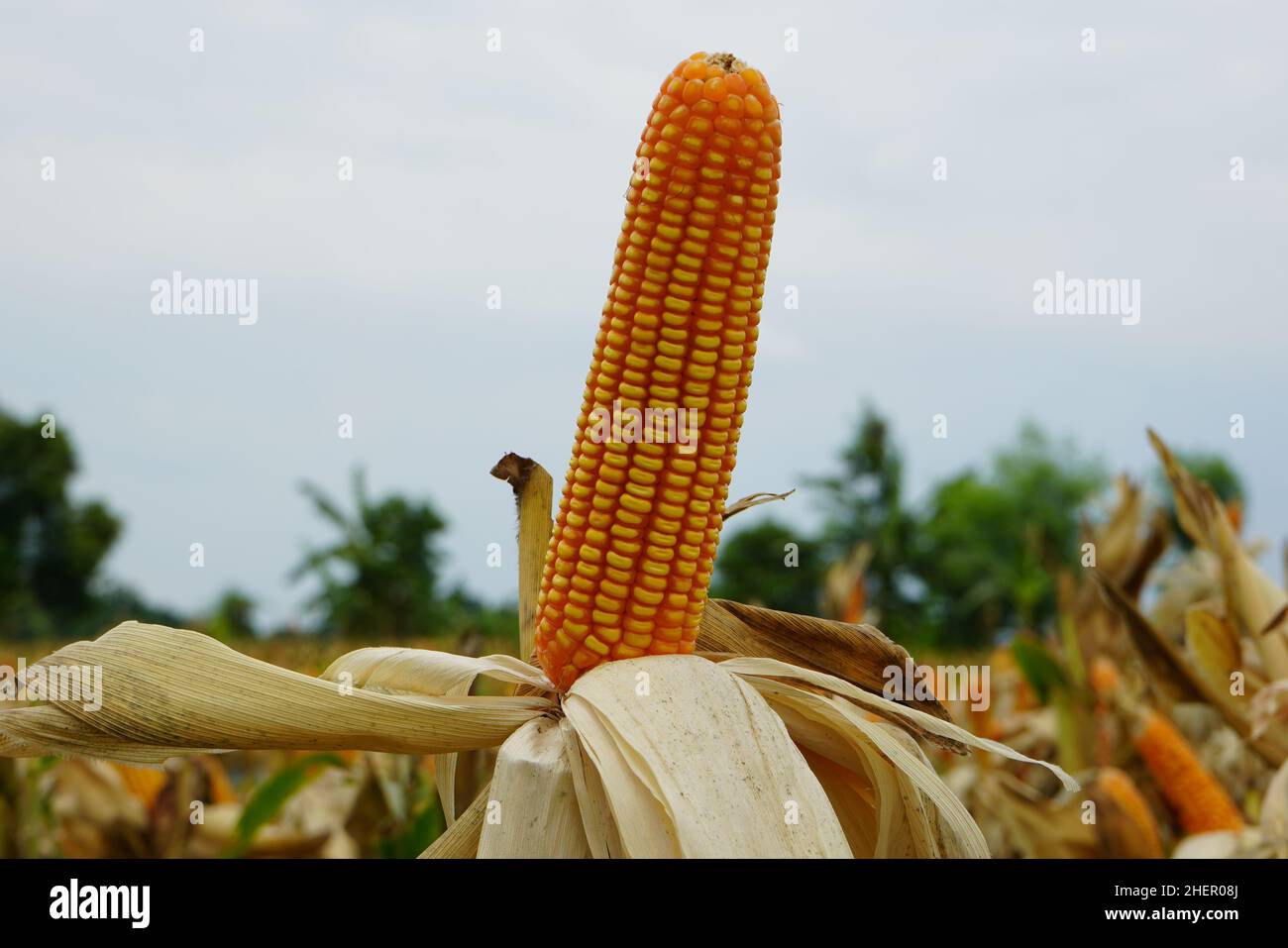 Corn is a tall annual cereal grass (Zea mays) that is widely grown for ...