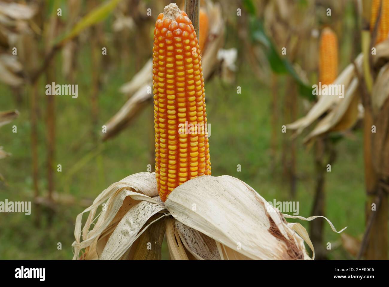 Corn is a tall annual cereal grass (Zea mays) that is widely grown for ...