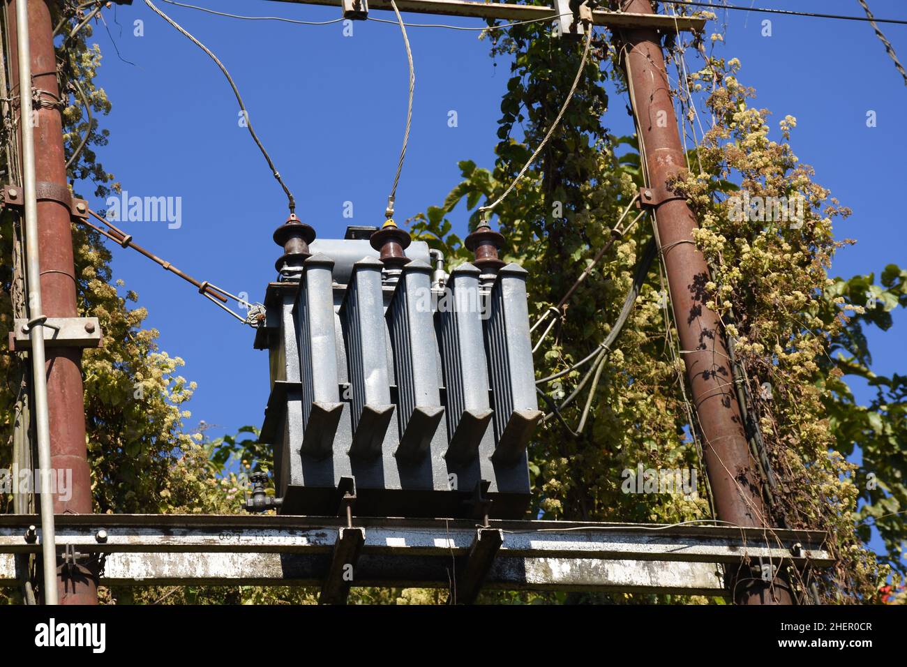 An electrical distribution transformer with cooling fins is located on the pole. Against the blue sky. Stock Photo