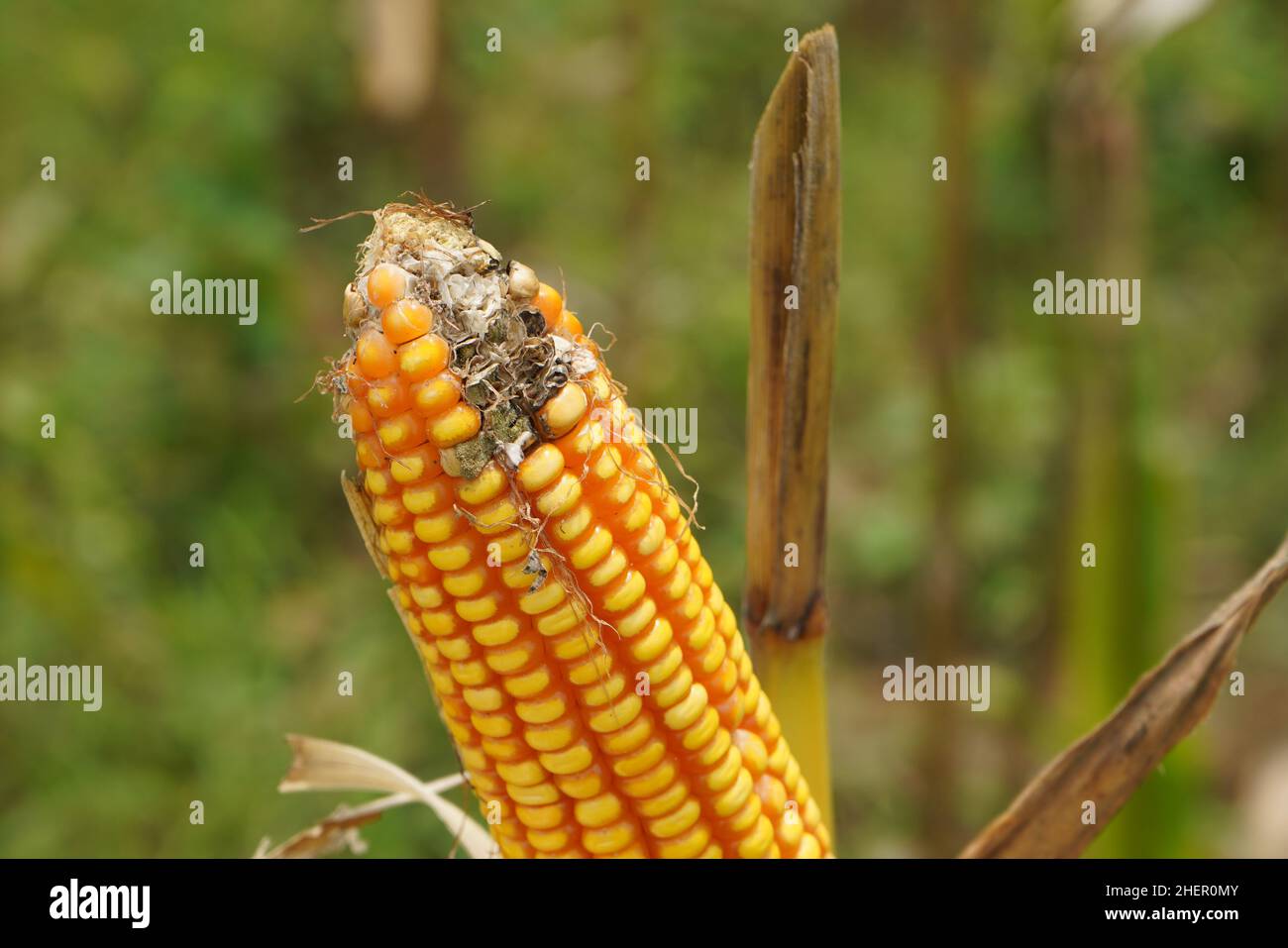 Moldy corn. View of corn with Ear Rot, damage commonly caused by insect