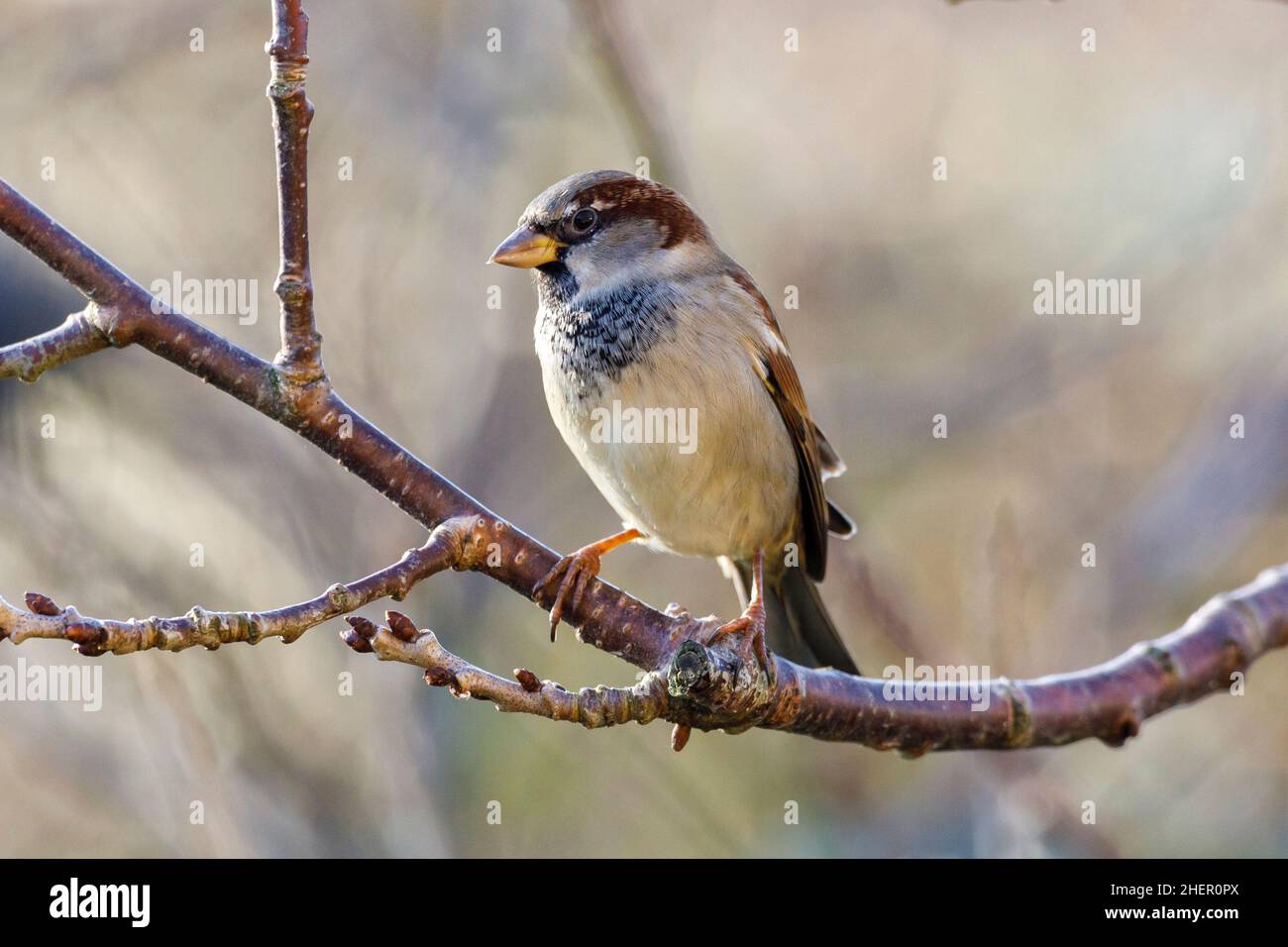 Male House sparrow (Passer domesticus) Sussex, UK Stock Photo